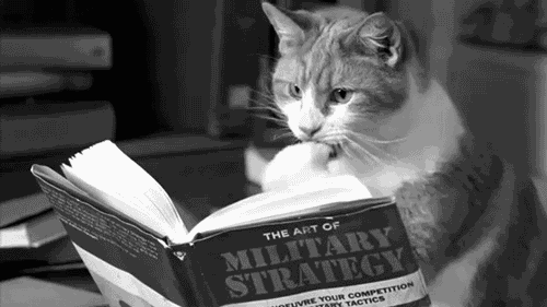 cat reading military strategy
