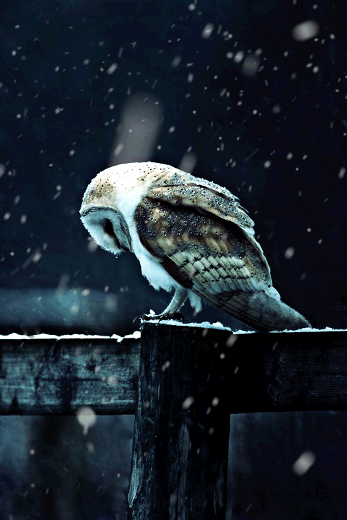 A White Owl in the snow