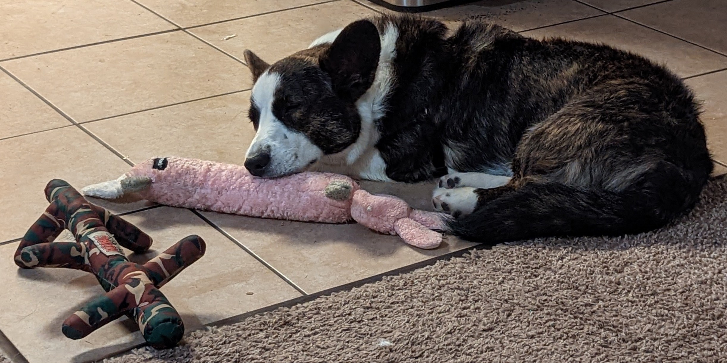 Cwlwm the dog napping with toys