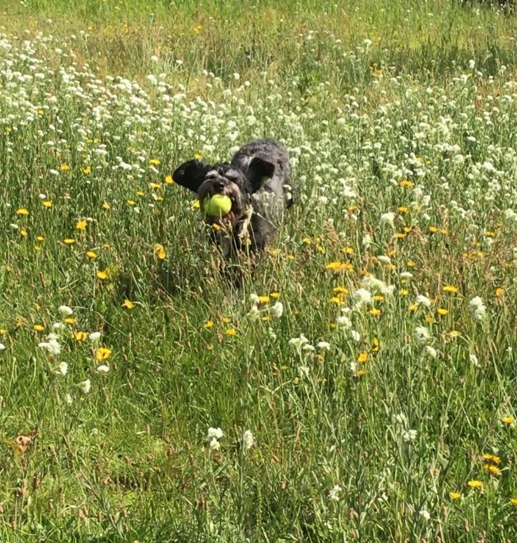 Walter the dog running through a flowery field