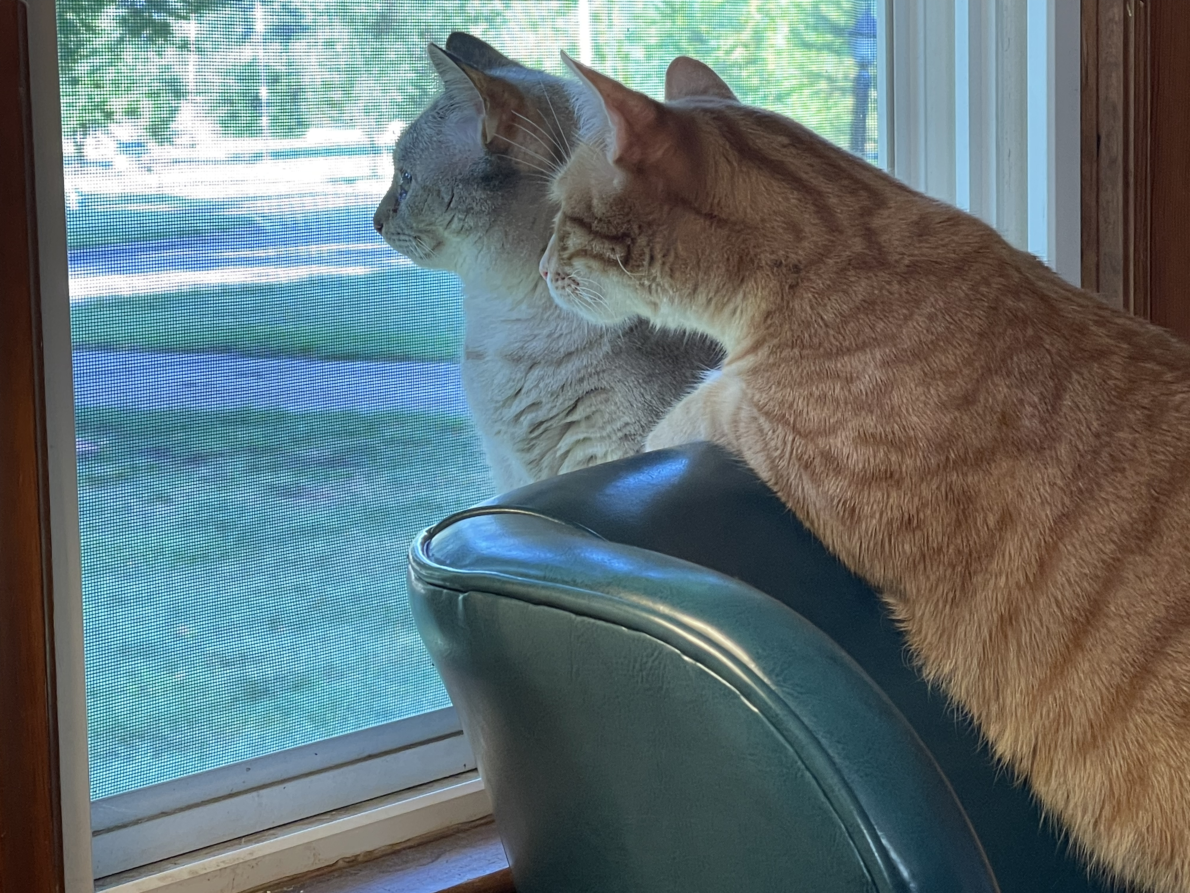 Cats Shadow and Mango looking out the window