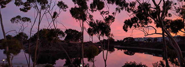 Photograph of UCSB campus, bright pink sky with dark black trees in the foreground.